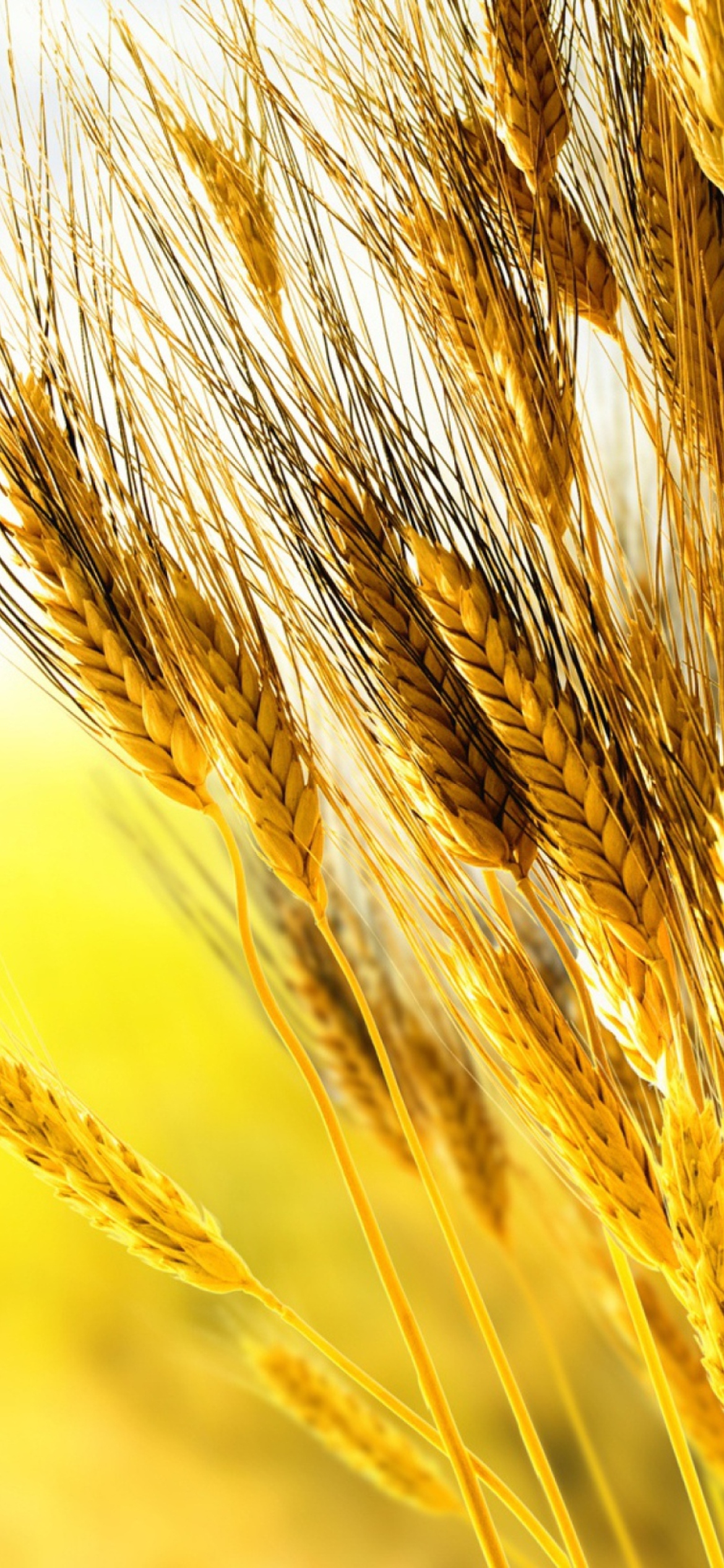 Fondo de pantalla Golden Wheat 1170x2532