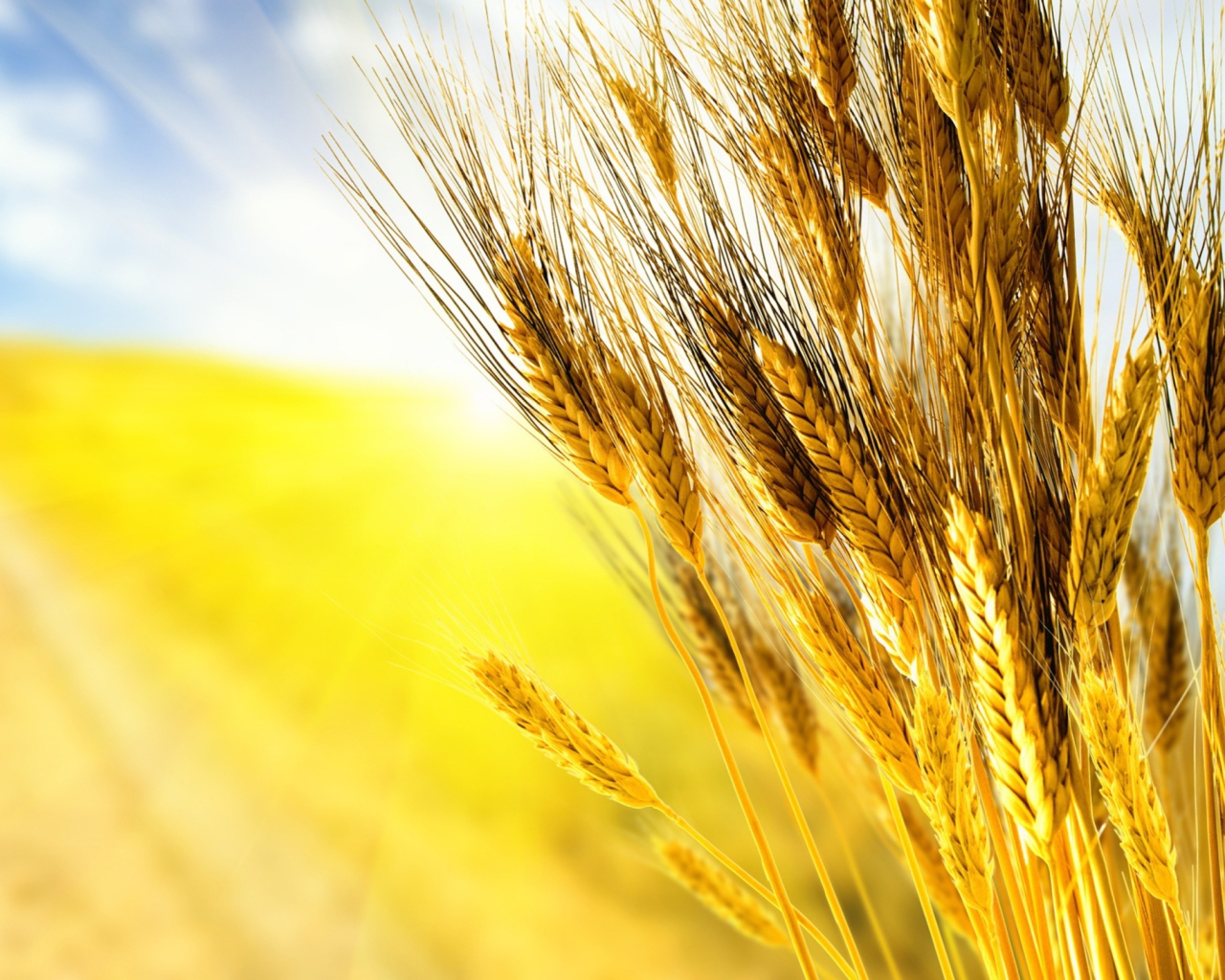 Golden Wheat wallpaper 1280x1024