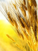 Fondo de pantalla Golden Wheat 132x176
