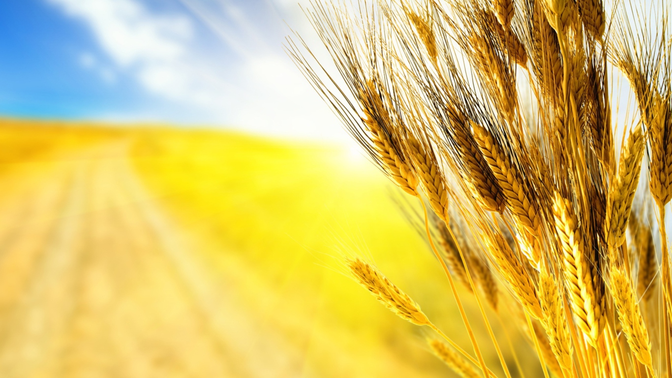Golden Wheat wallpaper 1366x768