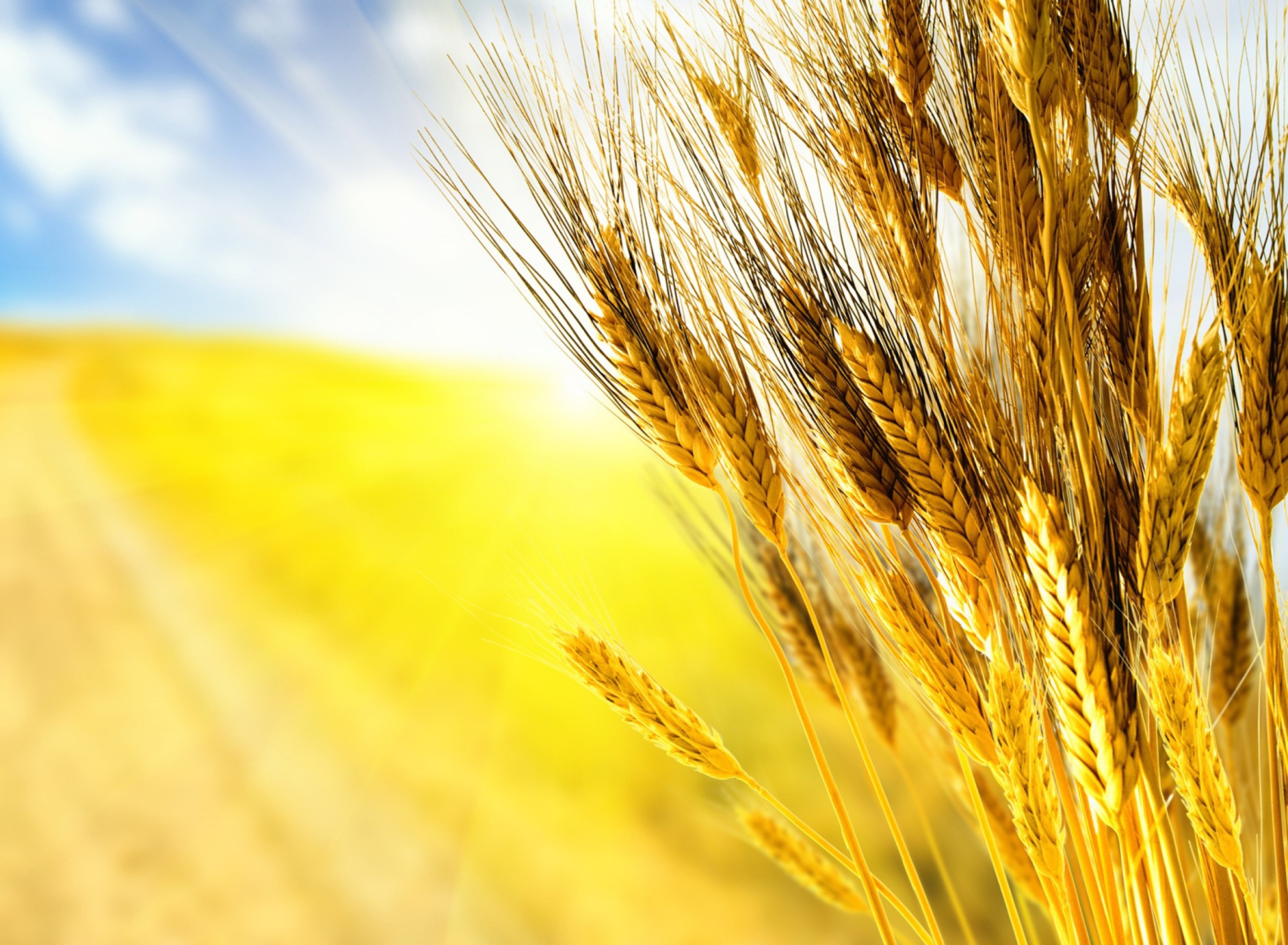 Sfondi Golden Wheat 1920x1408