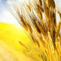 Das Golden Wheat Wallpaper 208x208