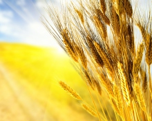 Das Golden Wheat Wallpaper 220x176
