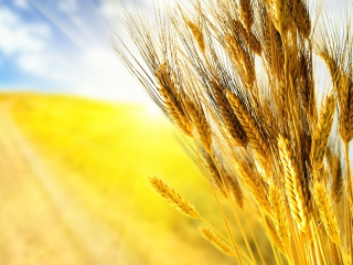 Das Golden Wheat Wallpaper 320x240