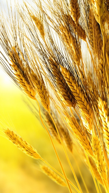 Das Golden Wheat Wallpaper 360x640