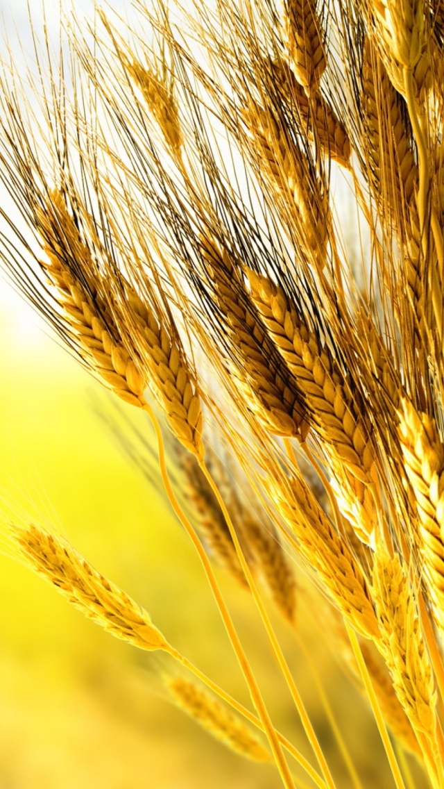 Fondo de pantalla Golden Wheat 640x1136
