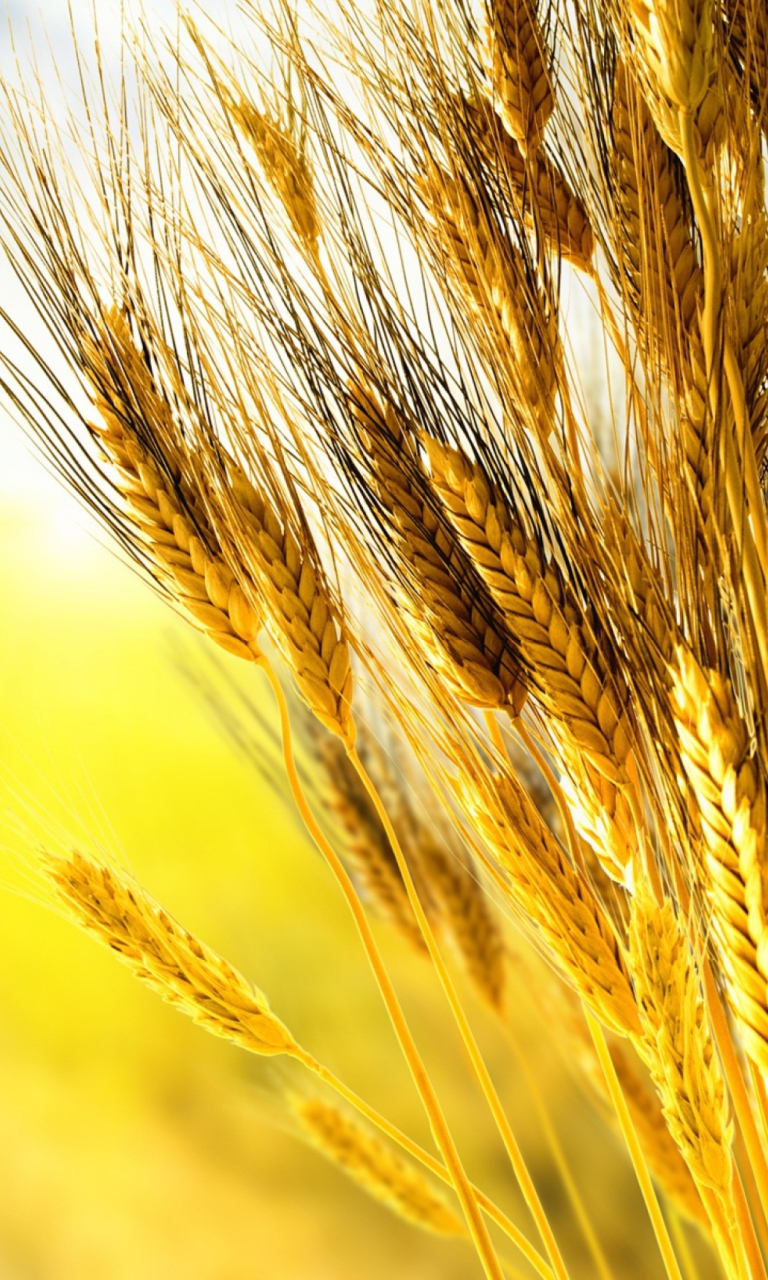 Sfondi Golden Wheat 768x1280