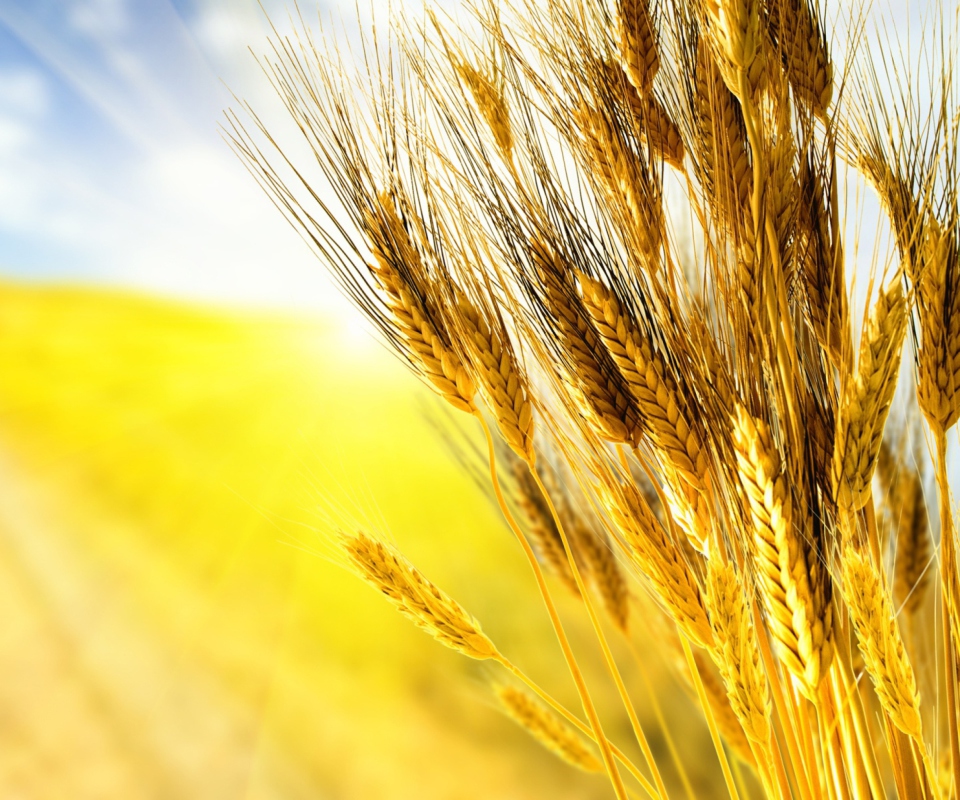 Das Golden Wheat Wallpaper 960x800