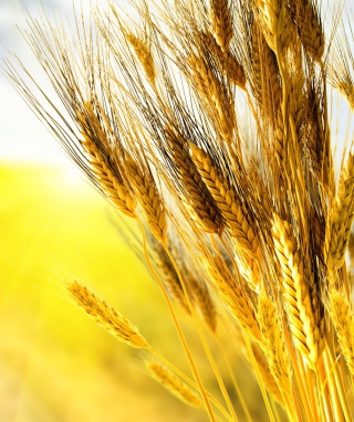 Golden Wheat - Obrázkek zdarma pro 320x480