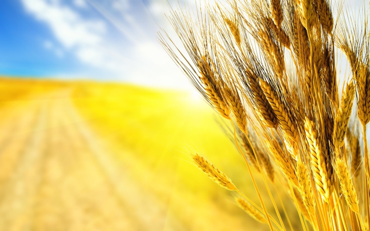 Das Golden Wheat Wallpaper