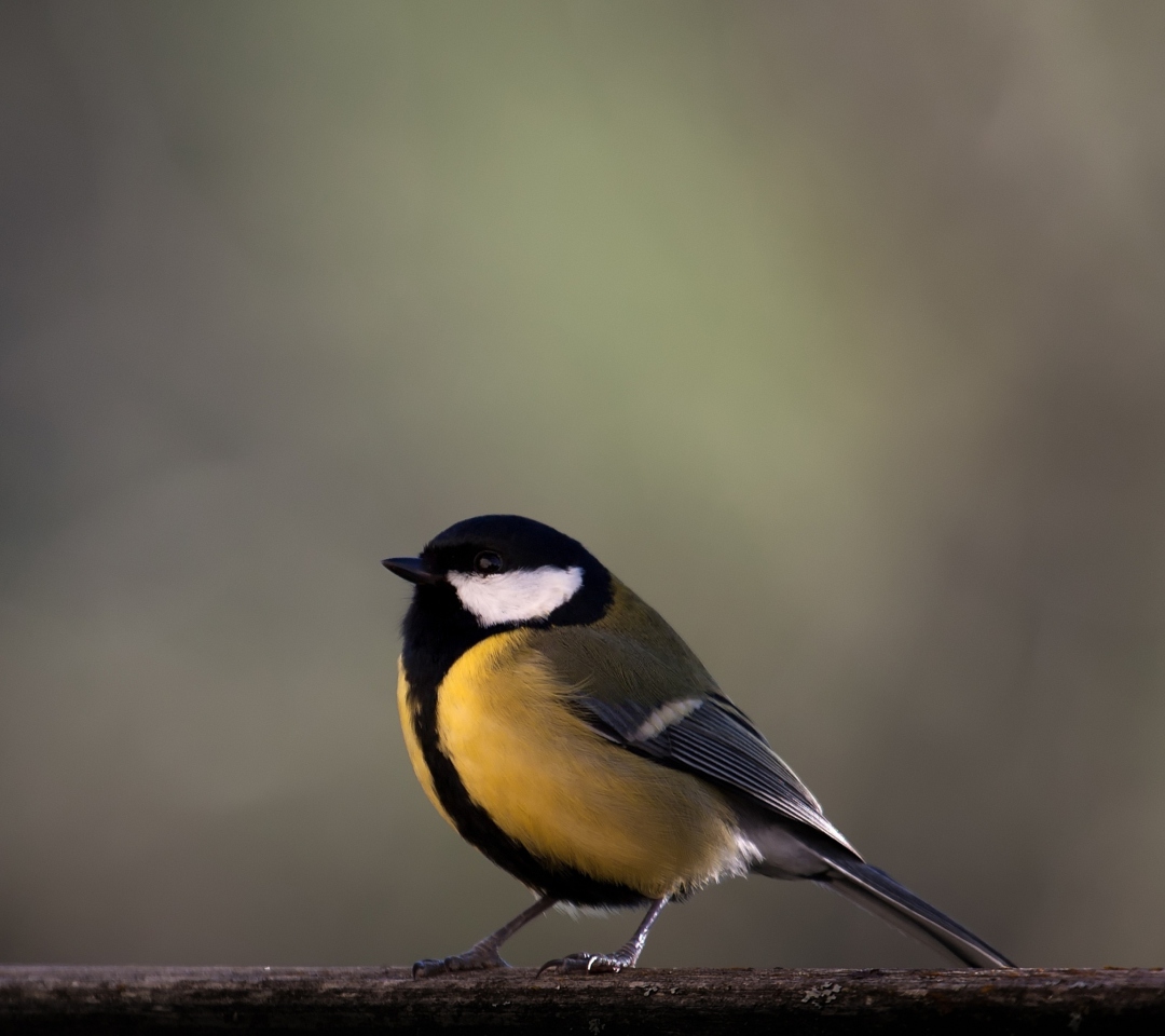 Sfondi Yellow Bird 1080x960