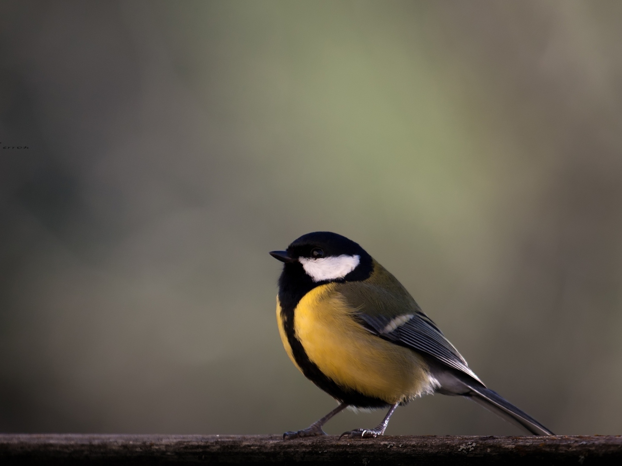 Sfondi Yellow Bird 1280x960