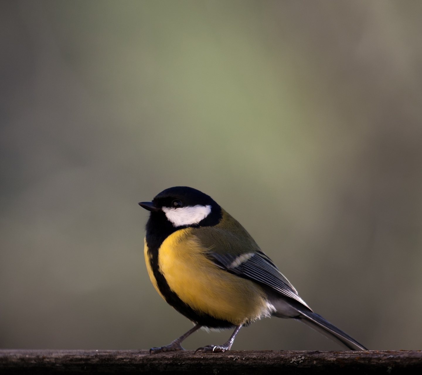 Sfondi Yellow Bird 1440x1280