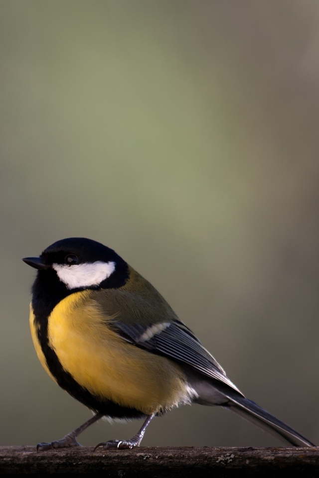 Yellow Bird screenshot #1 640x960