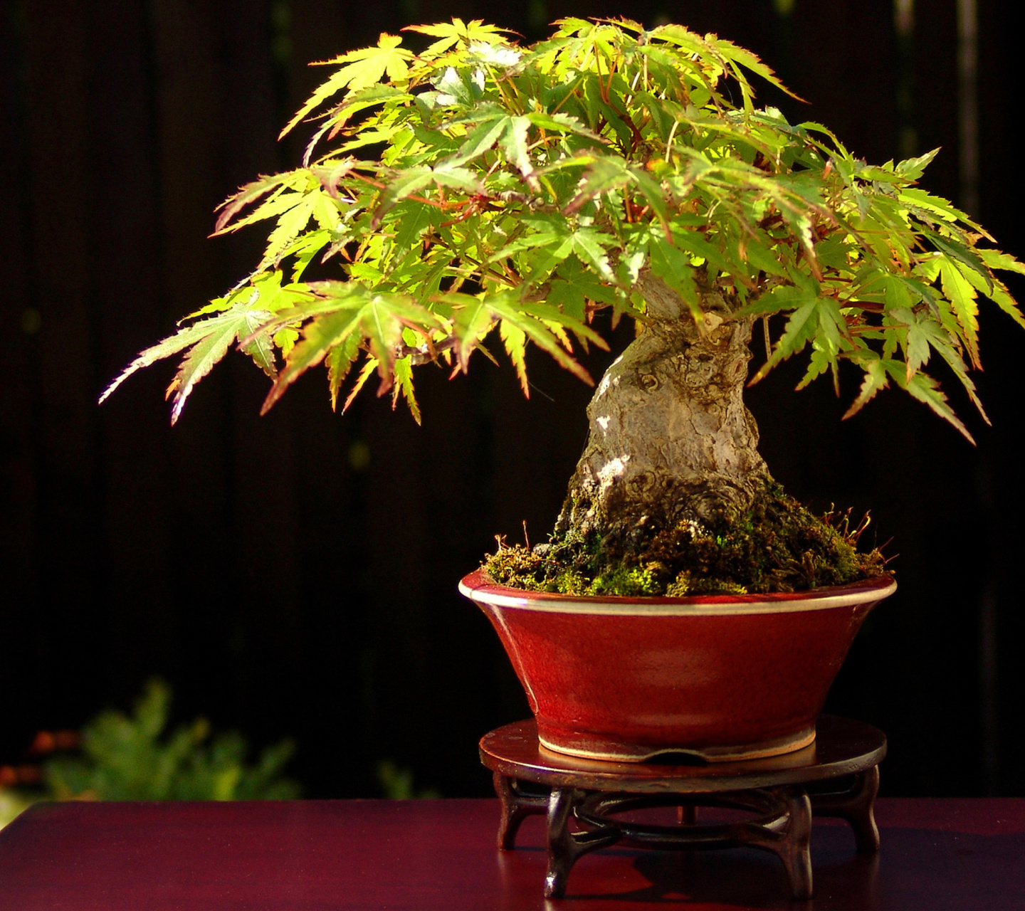 Bonsai Tree wallpaper 1440x1280