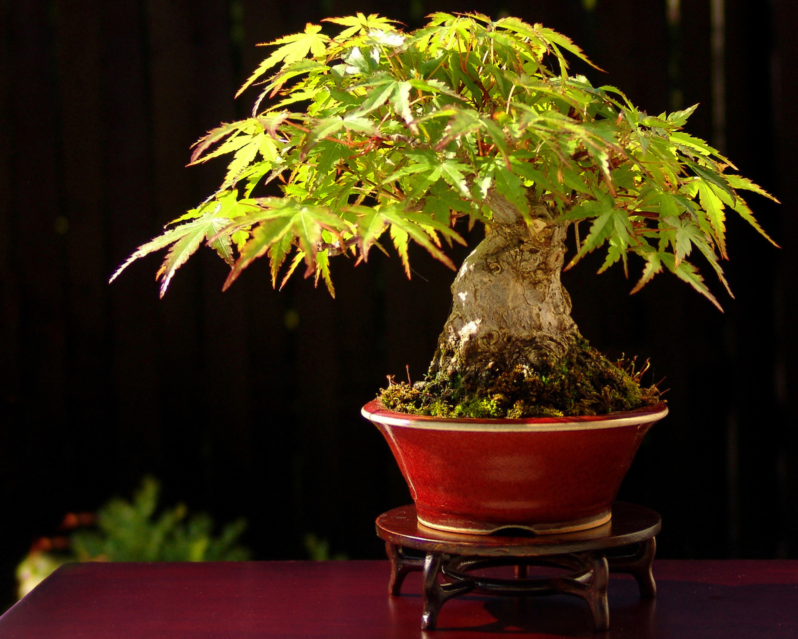 Screenshot №1 pro téma Bonsai Tree 1600x1280