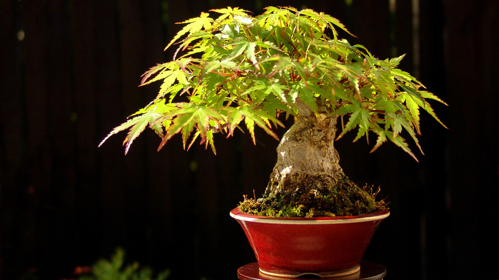 Das Bonsai Tree Wallpaper 1600x900