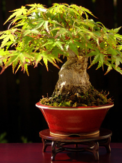 Обои Bonsai Tree 240x320