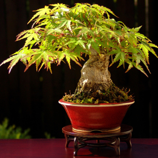 Bonsai Tree sfondi gratuiti per 1024x1024