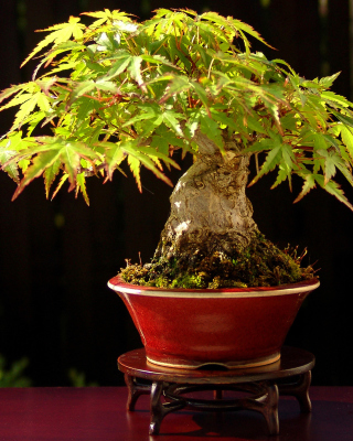 Bonsai Tree sfondi gratuiti per HTC Pure