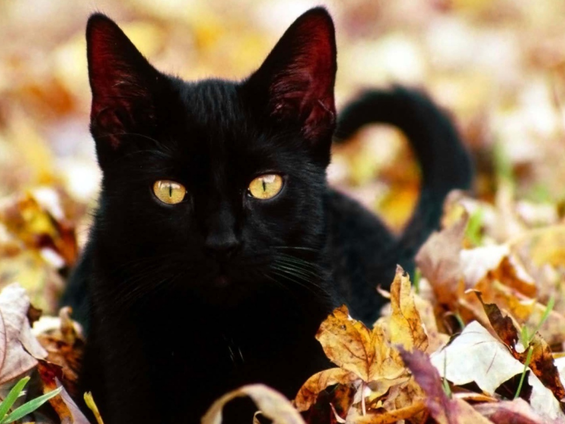 Black Cat In Leaves wallpaper 1152x864