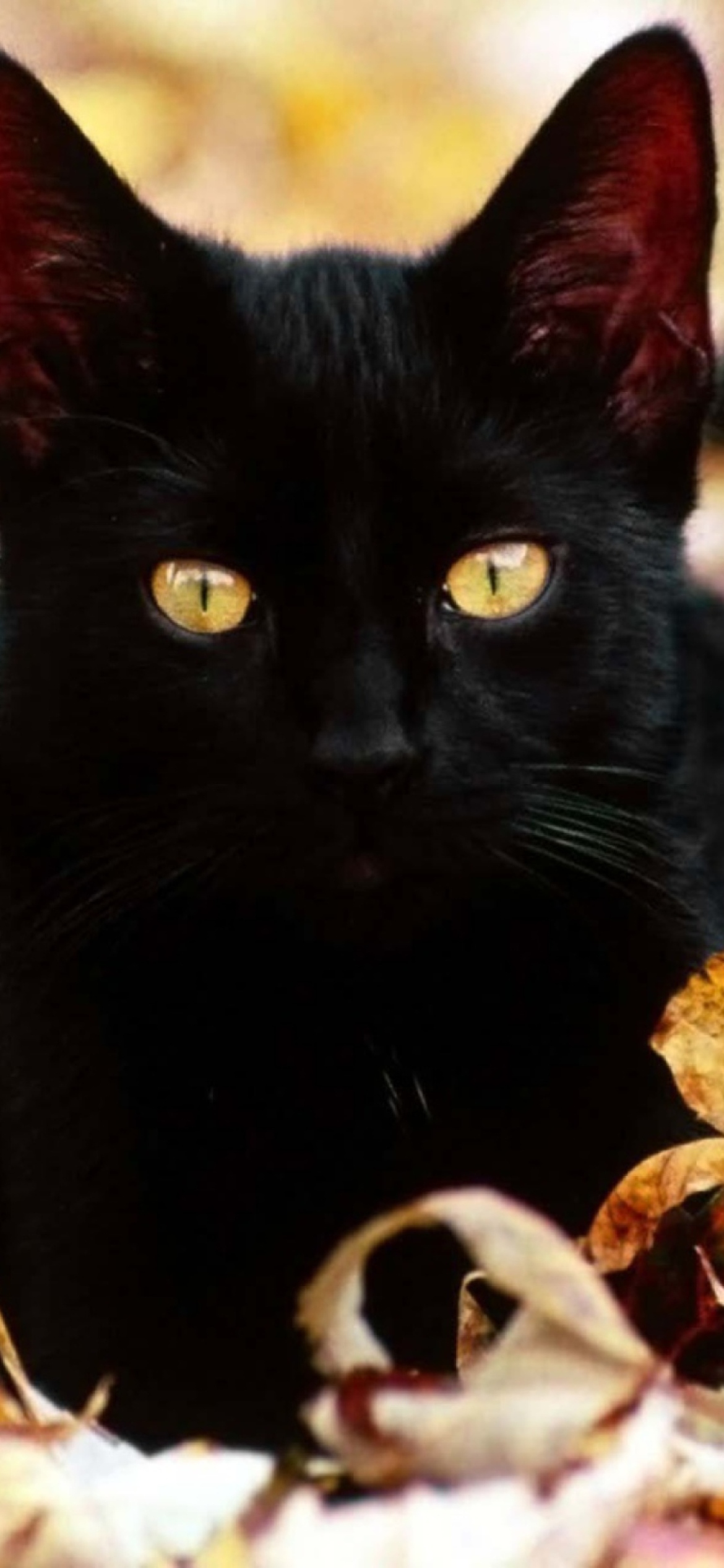 Sfondi Black Cat In Leaves 1170x2532