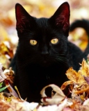 Screenshot №1 pro téma Black Cat In Leaves 128x160