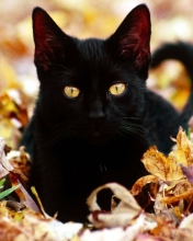 Screenshot №1 pro téma Black Cat In Leaves 176x220