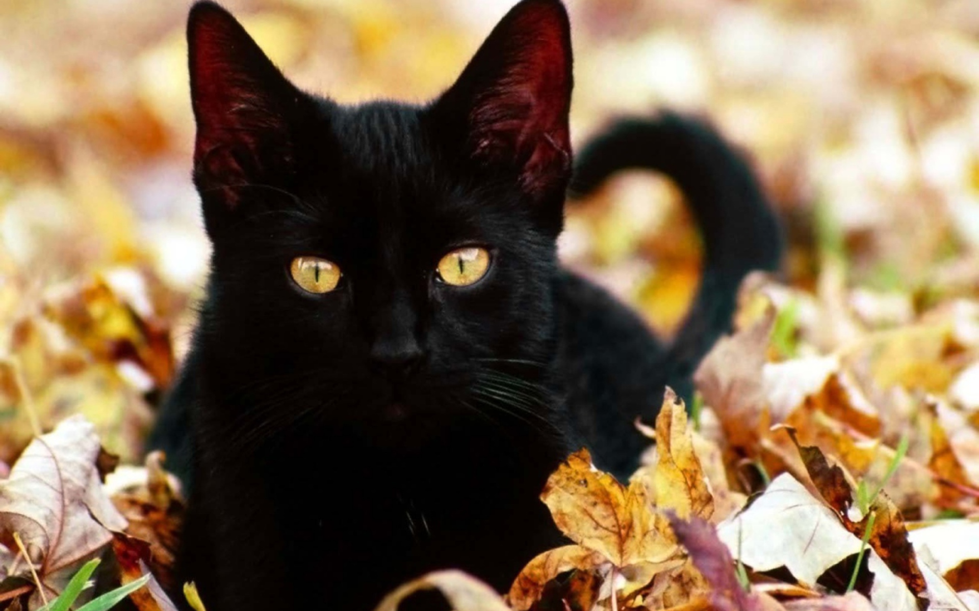 Fondo de pantalla Black Cat In Leaves 1920x1200