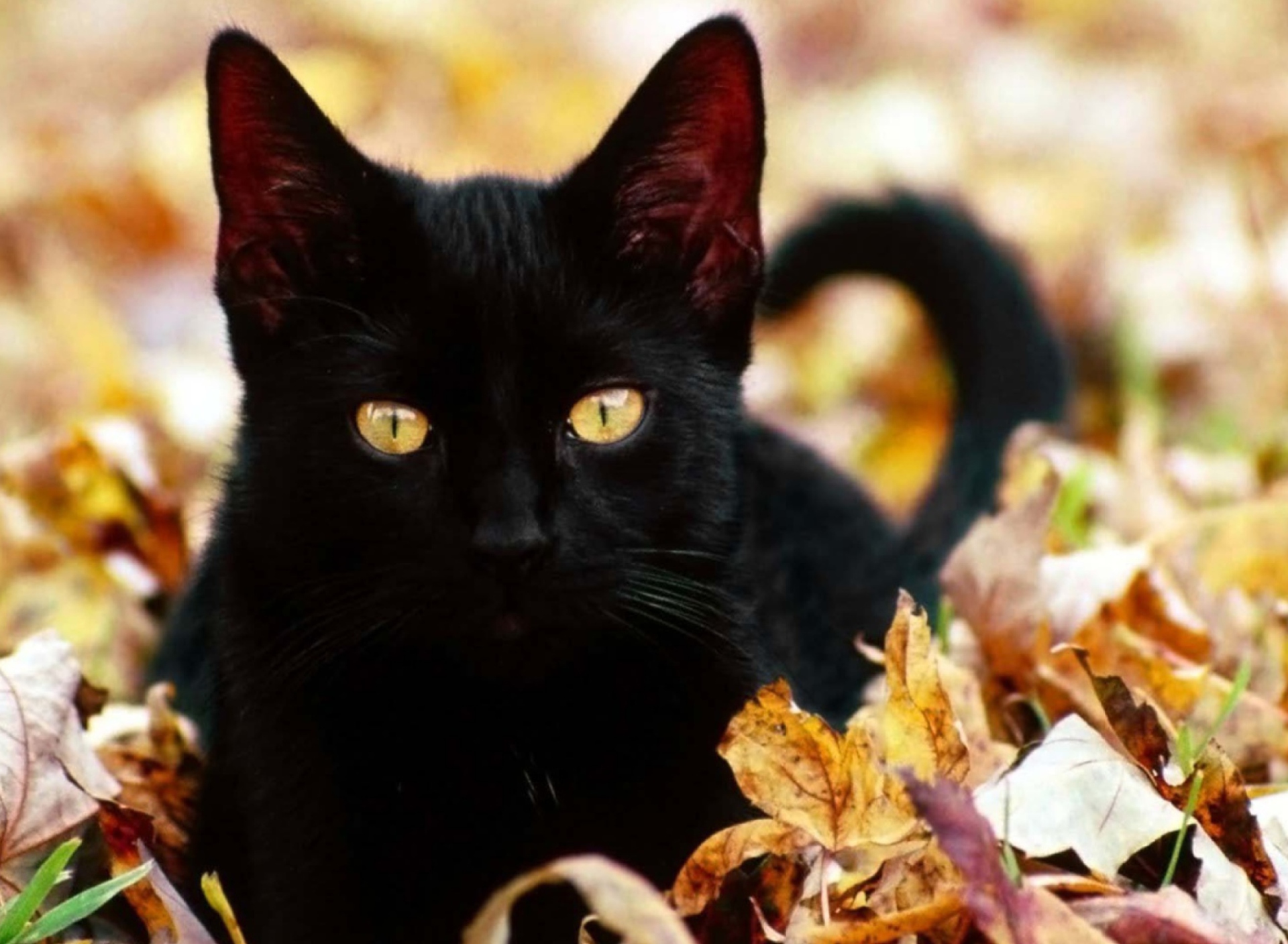 Обои Black Cat In Leaves 1920x1408