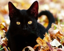 Fondo de pantalla Black Cat In Leaves 220x176