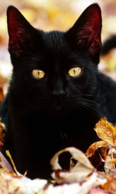 Das Black Cat In Leaves Wallpaper 240x400