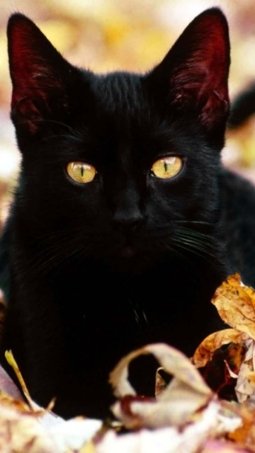Обои Black Cat In Leaves 360x640