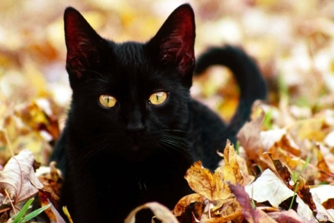 Обои Black Cat In Leaves 480x320