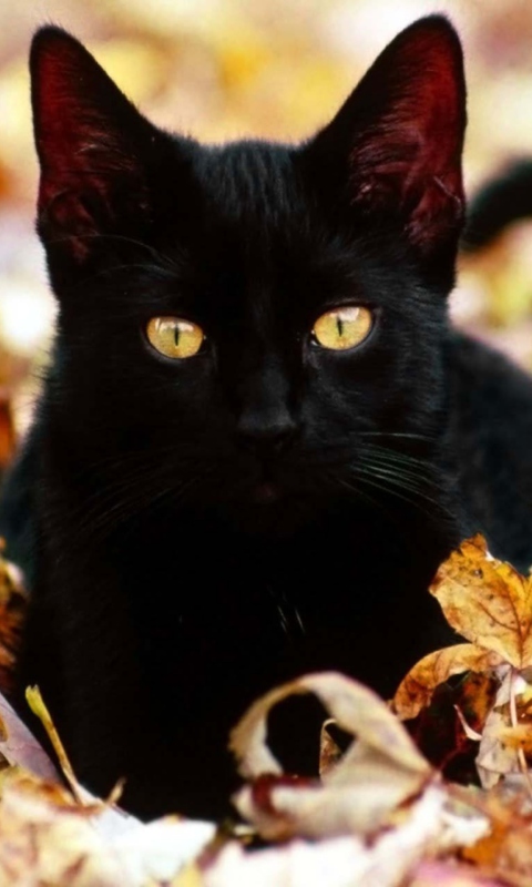 Обои Black Cat In Leaves 480x800