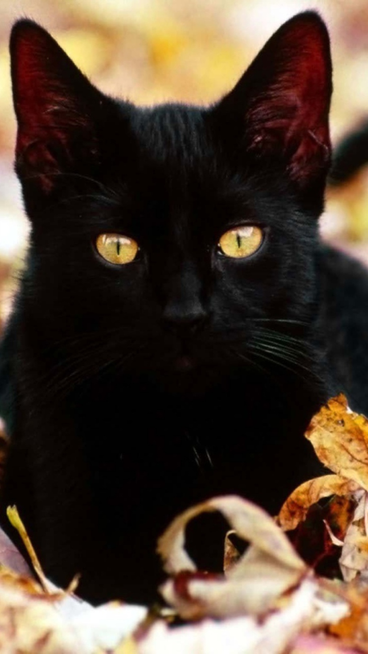Black Cat In Leaves wallpaper 750x1334