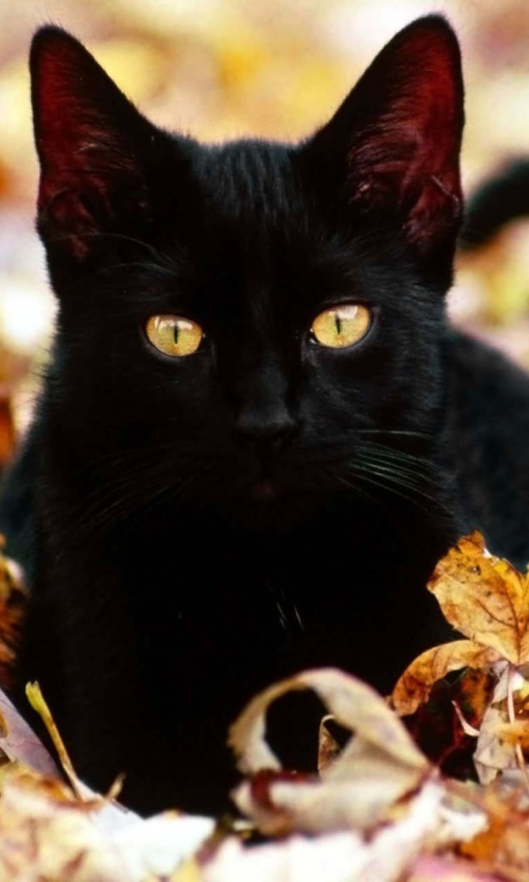 Das Black Cat In Leaves Wallpaper 768x1280