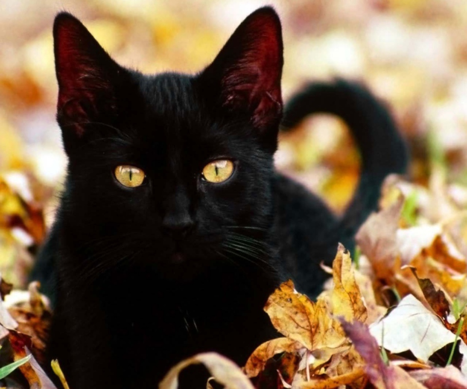 Обои Black Cat In Leaves 960x800