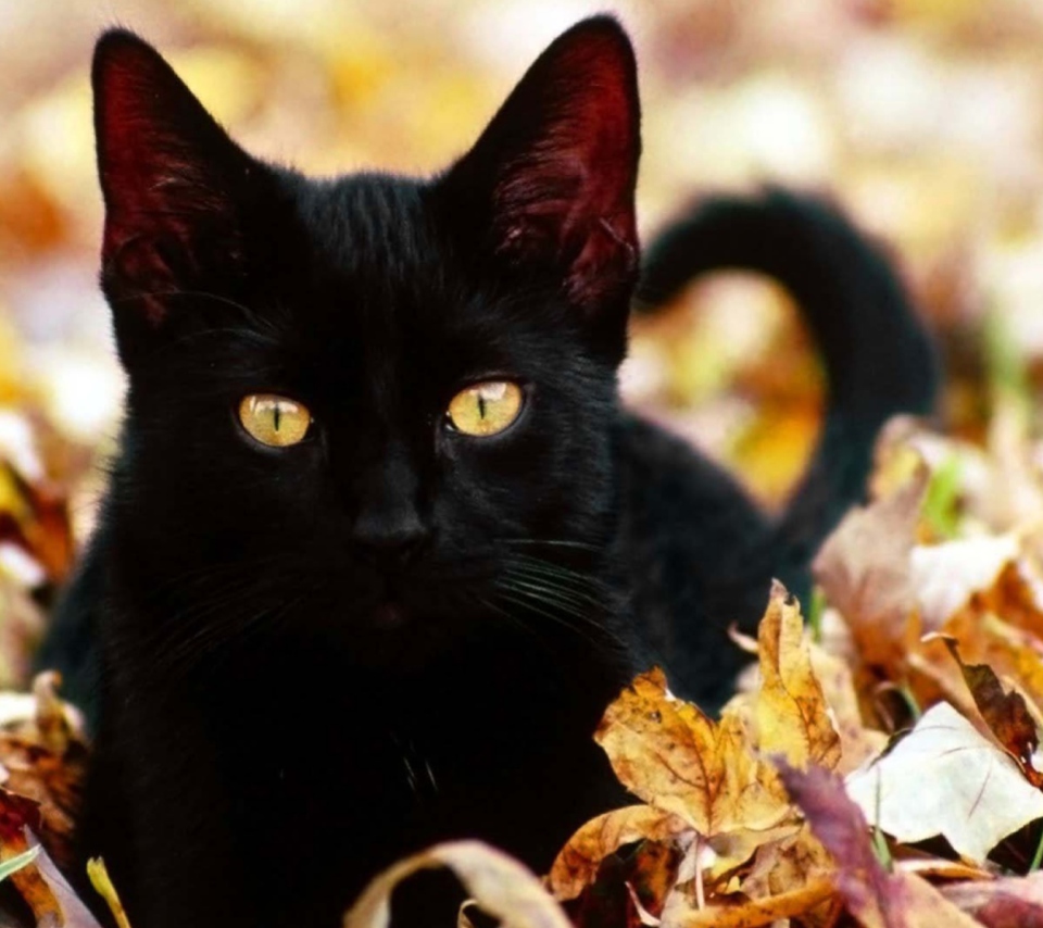 Das Black Cat In Leaves Wallpaper 960x854
