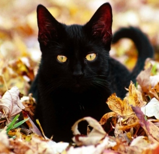 Kostenloses Black Cat In Leaves Wallpaper für 208x208