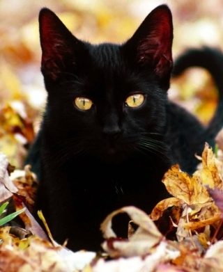 Black Cat In Leaves - Obrázkek zdarma pro Nokia Lumia 925