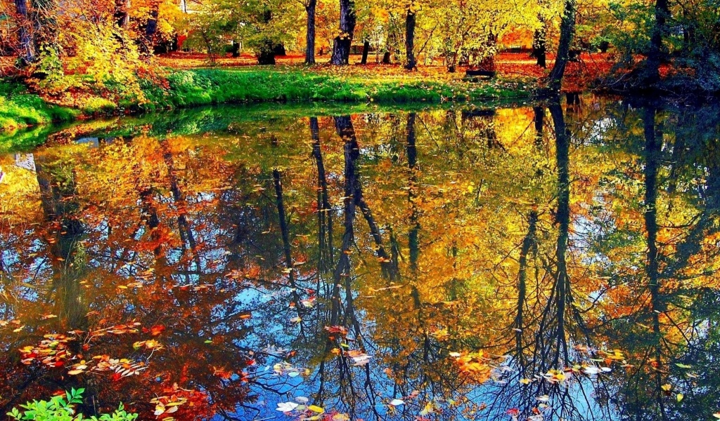 Fondo de pantalla Autumn pond and leaves 1024x600