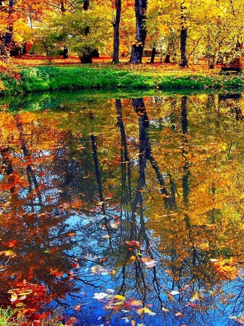 Das Autumn pond and leaves Wallpaper 480x640