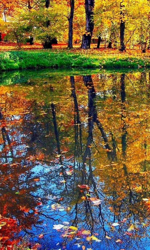 Обои Autumn pond and leaves 480x800