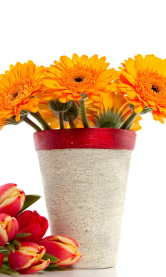 Обои Gerbera Flowers Bouquet 240x400