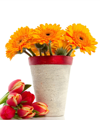 Gerbera Flowers Bouquet - Obrázkek zdarma pro Sharp GX18