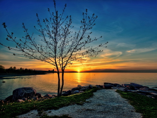 Das Sunset Behind Tree Wallpaper 320x240