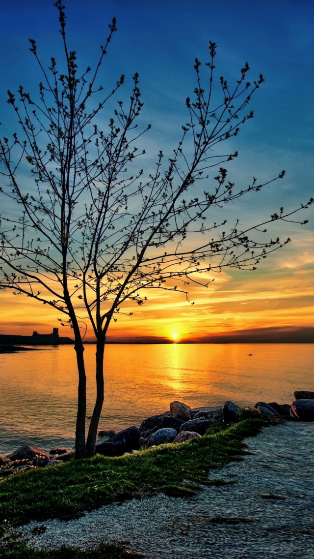 Sunset Behind Tree wallpaper 640x1136