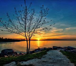Sunset Behind Tree sfondi gratuiti per iPad 3