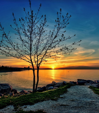 Sunset Behind Tree - Obrázkek zdarma pro Nokia 7600